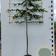 Carpinus betulus 12-14 HO container 150 cm stam 120x120 scherm