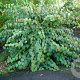 Cercidiphyllum j. Glowball 180 cm stam container 10-12