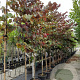 Cercis can. 'Forest Pansy' 6-8 HO container