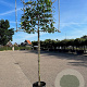 Fagus sylvatica 18-20 HO container lei 200cm stam lei 150x150