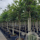 Fagus sylvatica 14-16 HO container