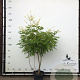 Koelreuteria paniculata 175-200 cm container meerstammig