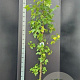 Liquidambar styraciflua 150-175 cm 10L