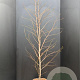 Liquidambar styraciflua 150-175 cm 10L