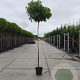 Liquidambar s. 'Gum Ball' 180 cm stam container