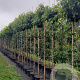 Liquidambar s. 'Gum Ball' 6-8 HO container 200 cm stam
