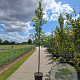 Liquidambar s. 'Silver King' 14-16 HO container