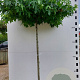 Liquidambar s. 'Worplesdon' 14-16 HO container dakvorm 250 vierkant