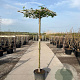 Liquidambar s. 'Worplesdon' 18-20 HO container dakvorm 250 vierkant