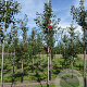 Malus 'Red Sentinel' 12-14 HO container dakvorm 250 vierkant