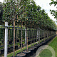Photinia fraseri 'Red Robin' 8-10 HO container lei 180cm stam lei 120x120