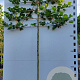Platanus hispanica 16-18 HO container lei 200cm stam 4 etages