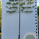 Pyrus calleryana 'Chanticleer' 20-25 HO container lei 200cm stam lei 150x120