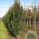 Pyrus calleryana 'Chanticleer' 10-12 HO draadkluit geveerd