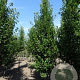 Pyrus calleryana 'Chanticleer' 16-18 HO draadkluit geveerd