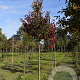Pyrus calleryana 'Redspire' 12-14 HO draadkluit
