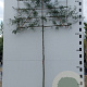 Pyrus salicifolia 'Pendula' 8-10 HO container lei 180cm stam lei 150x120
