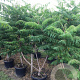 Rhus typhina 'Dissecta' 175-200 cm container meerstammig