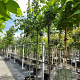 Tilia cordata 14-16 HO container