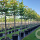 Tilia europaea 'Pallida' 16-18 HO container lei 180cm stam 5 etages
