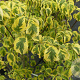 Cornus fl. 'Rainbow' 150-175 cm container meerstammig