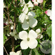 Cornus 'Norman Hadden' 8-10 HO container