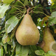 Pyrus c. 'Beurré Bosc' halfstam container 16-18