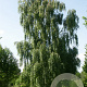 Betula pendula 'Tristis' 14-16 HO draadkluit