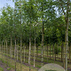 Gleditsia triacanthos 'Skyline' 8-10 HO draadkluit