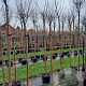 Prunus eminens 'Umbraculifera' 12-14 HO container 180 cm stam