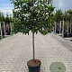 Prunus l. 'Novita' 12-14 HO container 150 cm stam 120x120 scherm