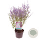 Perovskia atripl. 'Little Spire' 30-35 cm 3,0L