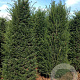 Taxus baccata 200-225 cm draadkluit solitair