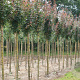 Acer campestre 'Red Shine' 16-18 HO draadkluit