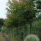 Acer cissifolium 16-18 HO draadkluit