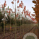 Acer rubrum 'Autumn Flame' 10-12 HO draadkluit