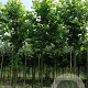 Acer rubrum 'Brandywine' 12-14 HO draadkluit