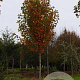 Acer rubrum 'Franksred' 14-16 HO draadkluit