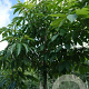 Aesculus glabra 12-14 HO draadkluit