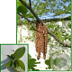 Alnus cordata 8-10 HO container