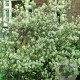 Amelanchier lamarckii 8-10 HO container
