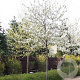 Amelanchier lamarckii 8-10 HO container