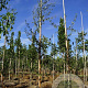 Betula p. 'Crispa' 8-10 HO draadkluit