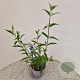Buddleja d. 'Empire Blue' 50-55 cm 3,0L