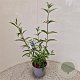 Buddleja d. 'Empire Blue' 50-55 cm 3,0L