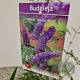 Buddleja d. 'Nanho Blue' 50-55 cm 3,0L