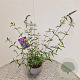 Buddleja d. 'Nanho Blue' 50-55 cm 3,0L