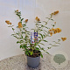 Buddleja weyer. 'Sungold' 30-40 cm 3,0L