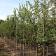 Crataegus persimilis 'Splendens' 8-10 HO draadkluit