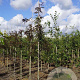 Gleditsia triac. 'Rubylace' 6-8 HO draadkluit